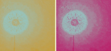 Pusteblumen in unterschiedlichen Farben